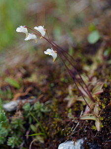 Pinguicula alpina (Lentibulariaceae)  - Grassette des Alpes - Alpine Butterwort Conches [Suisse] 19/07/2019 - 2200m