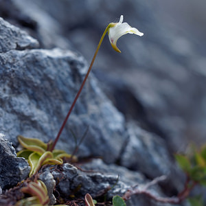 Pinguicula alpina (Lentibulariaceae)  - Grassette des Alpes - Alpine Butterwort Conches [Suisse] 19/07/2019 - 2200m