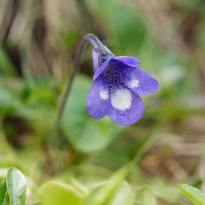 Pinguicula vulgaris (Lentibulariaceae)  - Grassette commune, Grassette vulgaire - Common Butterwort Bezirk Lienz [Autriche] 17/07/2019 - 2020m