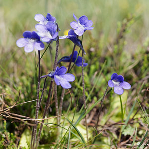 Pinguicula vulgaris (Lentibulariaceae)  - Grassette commune, Grassette vulgaire - Common Butterwort Bezirk Lienz [Autriche] 17/07/2019 - 2020m