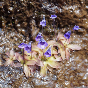Pinguicula vulgaris (Lentibulariaceae)  - Grassette commune, Grassette vulgaire - Common Butterwort Haut-Adige [Italie] 18/07/2019 - 2380m