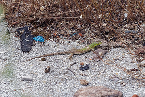 Podarcis siculus (Lacertidae)  - Lézard sicilien, Lézard des ruines - Italian Wall Lizard Comitat de Primorje-Gorski Kotar [Croatie] 09/07/2019 - 10m