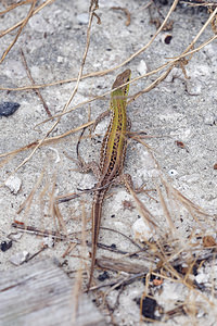 Podarcis siculus (Lacertidae)  - Lézard sicilien, Lézard des ruines - Italian Wall Lizard Comitat de Primorje-Gorski Kotar [Croatie] 09/07/2019 - 10m