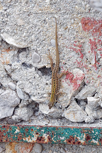 Podarcis siculus (Lacertidae)  - Lézard sicilien, Lézard des ruines - Italian Wall Lizard Comitat de Primorje-Gorski Kotar [Croatie] 09/07/2019 - 10m