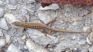 Podarcis siculus (Lacertidae)  - Lézard sicilien, Lézard des ruines - Italian Wall Lizard Comitat de Primorje-Gorski Kotar [Croatie] 09/07/2019 - 10m