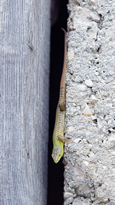 Podarcis siculus (Lacertidae)  - Lézard sicilien, Lézard des ruines - Italian Wall Lizard Comitat de Primorje-Gorski Kotar [Croatie] 09/07/2019 - 10m