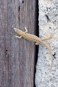 Podarcis siculus (Lacertidae)  - Lézard sicilien, Lézard des ruines - Italian Wall Lizard Comitat de Primorje-Gorski Kotar [Croatie] 09/07/2019 - 10m