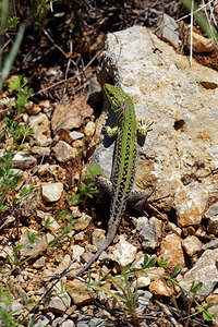 Podarcis siculus (Lacertidae)  - Lézard sicilien, Lézard des ruines - Italian Wall Lizard Comitat de Primorje-Gorski Kotar [Croatie] 10/07/2019 - 10m