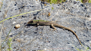 Podarcis siculus (Lacertidae)  - Lézard sicilien, Lézard des ruines - Italian Wall Lizard Comitat de Primorje-Gorski Kotar [Croatie] 10/07/2019 - 10m