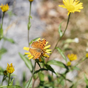 Polygonia egea (Nymphalidae)  - Vanesse des Pariétaires, Vanesse à L blanc, Gamma égéen, L-blanche, Vanesse à L blanche Comitat de Lika-Senj [Croatie] 11/07/2019 - 1510m