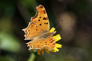 Polygonia egea (Nymphalidae)  - Vanesse des Pariétaires, Vanesse à L blanc, Gamma égéen, L-blanche, Vanesse à L blanche Comitat de Lika-Senj [Croatie] 11/07/2019 - 1500m