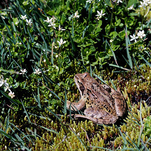 Rana temporaria (Ranidae)  - Grenouille rousse - Grass Frog Savoie [France] 23/07/2019 - 2030m