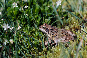 Rana temporaria (Ranidae)  - Grenouille rousse - Grass Frog Savoie [France] 23/07/2019 - 2030m