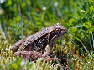 Rana temporaria (Ranidae)  - Grenouille rousse - Grass Frog Savoie [France] 23/07/2019 - 2030m