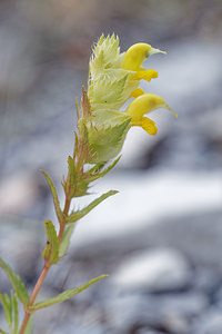 Rhinanthus angustifolius (Orobanchaceae)  - Rhinanthe à feuilles étroites, Rhinanthe à grandes fleurs - Greater Yellow-rattle Comitat de Primorje-Gorski Kotar [Croatie] 09/07/2019 - 920m