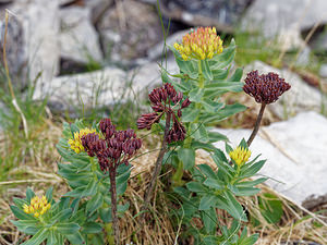 Rhodiola rosea (Crassulaceae)  - Rhodiole rose, Orpin rose  [Slovenie] 05/07/2019 - 1970m