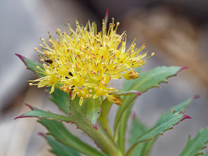 Rhodiola rosea (Crassulaceae)  - Rhodiole rose, Orpin rose  [Slovenie] 05/07/2019 - 1970m