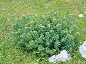 Rhodiola rosea (Crassulaceae)  - Rhodiole rose, Orpin rose  [Slovenie] 05/07/2019 - 2030m