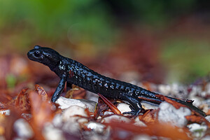 Salamandra atra atra Salamandre noire