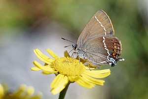 Satyrium spini (Lycaenidae)  - Thécla des Nerpruns, Thécla de l'Aubépine Udine [Italie] 03/07/2019 - 1150m