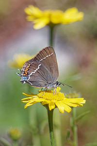 Satyrium spini (Lycaenidae)  - Thécla des Nerpruns, Thécla de l'Aubépine Udine [Italie] 03/07/2019 - 1150m