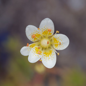 Saxifraga aspera (Saxifragaceae)  - Saxifrage rude Haut-Adige [Italie] 17/07/2019 - 2040m