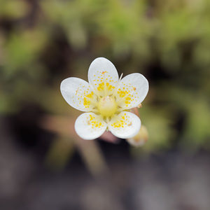 Saxifraga aspera (Saxifragaceae)  - Saxifrage rude Haut-Adige [Italie] 17/07/2019 - 2040m