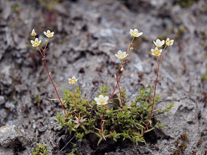 Saxifraga aspera (Saxifragaceae)  - Saxifrage rude Haut-Adige [Italie] 17/07/2019 - 2050m
