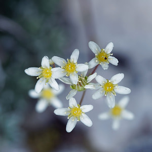 Saxifraga crustata (Saxifragaceae)  - Saxifrage incrustée Udine [Italie] 02/07/2019 - 1400m