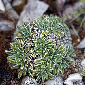 Saxifraga crustata (Saxifragaceae)  - Saxifrage incrustée  [Slovenie] 05/07/2019 - 1880m