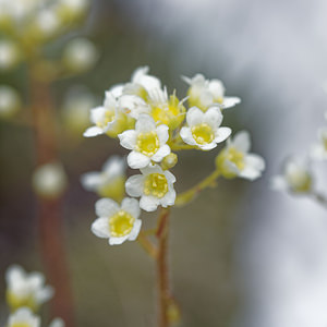 Saxifraga crustata (Saxifragaceae)  - Saxifrage incrustée  [Slovenie] 05/07/2019 - 1880m