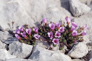 Saxifraga oppositifolia (Saxifragaceae)  - Saxifrage à feuilles opposées, Saxifrage glanduleuse - Purple Saxifrage Haute-Savoie [France] 20/07/2019 - 2450m