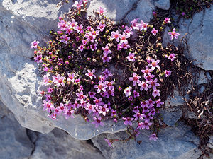 Saxifraga oppositifolia (Saxifragaceae)  - Saxifrage à feuilles opposées, Saxifrage glanduleuse - Purple Saxifrage Haute-Savoie [France] 20/07/2019 - 2430m