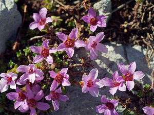 Saxifraga oppositifolia (Saxifragaceae)  - Saxifrage à feuilles opposées, Saxifrage glanduleuse - Purple Saxifrage Haute-Savoie [France] 20/07/2019 - 2430m