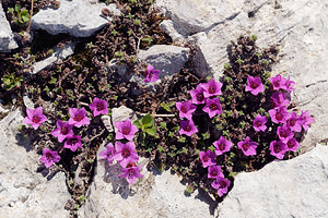 Saxifraga oppositifolia (Saxifragaceae)  - Saxifrage à feuilles opposées, Saxifrage glanduleuse - Purple Saxifrage Haute-Savoie [France] 20/07/2019 - 2430m