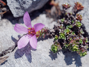 Saxifraga oppositifolia (Saxifragaceae)  - Saxifrage à feuilles opposées, Saxifrage glanduleuse - Purple Saxifrage Haute-Savoie [France] 20/07/2019 - 2420m