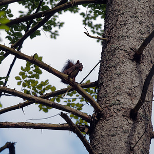 Sciurus vulgaris (Sciuridae)  - Écureuil roux - Eurasian Red Squirrel  [Slovenie] 08/07/2019 - 680m