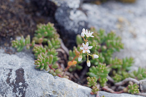 Sedum album (Crassulaceae)  - Orpin blanc - White Stonecrop Bezirk Salzburg-Umgebung [Autriche] 16/07/2019 - 1570m