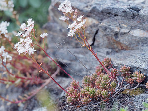 Sedum album (Crassulaceae)  - Orpin blanc - White Stonecrop Haut-Adige [Italie] 17/07/2019 - 1700m