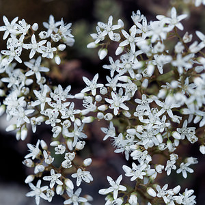 Sedum album (Crassulaceae)  - Orpin blanc - White Stonecrop Isere [France] 22/07/2019 - 1630m