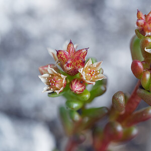 Sedum atratum subsp. atratum (Crassulaceae)  - Orpin noirâtre Bezirk Salzburg-Umgebung [Autriche] 16/07/2019 - 1590m