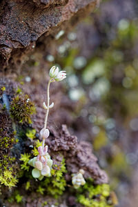 Sedum dasyphyllum (Crassulaceae)  - Orpin à feuilles poilues, Orpin à feuilles serrées, Orpin à feuilles épaisses - Thick-leaved Stonecrop Udine [Italie] 03/07/2019 - 780m