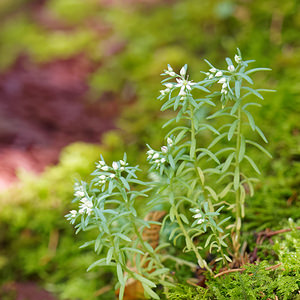 Sedum hispanicum (Crassulaceae)  - Orpin d'Espagne - Spanish Stonecrop Udine [Italie] 03/07/2019 - 780m