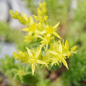 Sedum sexangulare (Crassulaceae)  - Orpin à six angles, Orpin de Bologne, Orpin doux - Tasteless Stonecrop  [Slovenie] 04/07/2019 - 900m