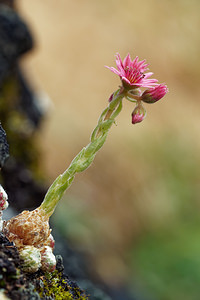 Sempervivum arachnoideum (Crassulaceae)  - Joubarbe toile-d'araignée - Cobweb House-leek Udine [Italie] 03/07/2019 - 970m