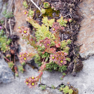 Sempervivum montanum (Crassulaceae)  - Joubarbe des montagnes - Mountain House-leek Haut-Adige [Italie] 18/07/2019 - 2250m