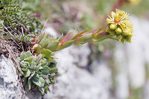 Sempervivum wulfenii (Crassulaceae)  - Joubarbe de Wulfen Haut-Adige [Italie] 18/07/2019 - 2240m