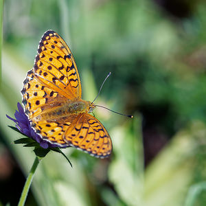 Speyeria aglaja (Nymphalidae)  - Grand Nacré, Aglaé, Moyen-Nacré - Dark Green Fritillary Comitat de Lika-Senj [Croatie] 11/07/2019 - 1520m