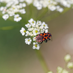 Spilostethus saxatilis (Lygaeidae)  - Punaise à damier - Harlequin bug  [Slovenie] 08/07/2019 - 750m
