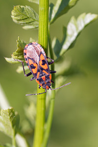 Spilostethus saxatilis (Lygaeidae)  - Punaise à damier - Harlequin bug  [Slovenie] 08/07/2019 - 750m